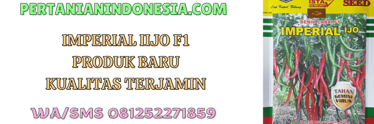 imperial ijo,f1,imperial ijo f1,bisi,cap kapal terbang,pertanian indonesia